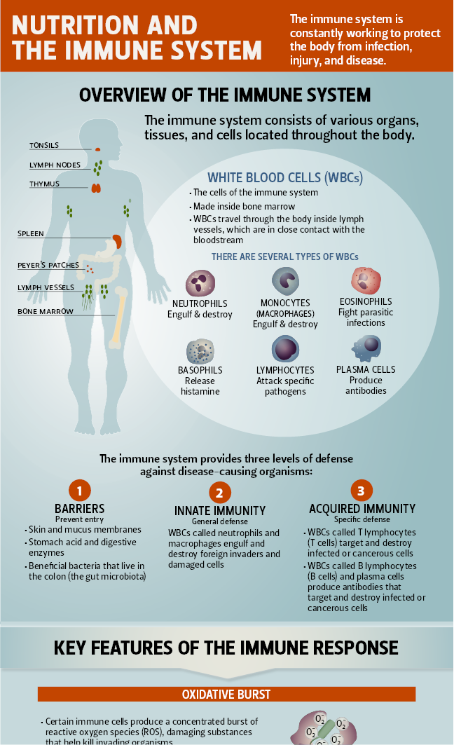 thumbnail of the immunity infographic