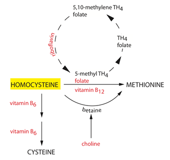 Diagram of helpful suplemental nutrients