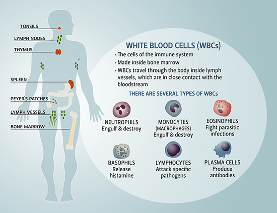 Overview of the Immune System. Figure has an outline of a person showing the location of the tonsils, thymus, spleen, Peyer's patches, the bone marrow, and some lymph nodes and lymph vessels. White blood cells, cells of the immune system, are made inside bone marrow. They travel through the body inside lymph vessels, which are in close contact with the bloodstream. There are several types of white blood cells, including neutrophils (engulf and destroy), monocytes and macrophages (engulf and destroy), eosinophils (fight parasitic infections), basophils (release histamine), lymphocytes (attack specific pathogens), and plasma cells (produce antibodies). 