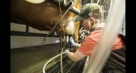 Oregon State University student attaches a milking machine to a cow in the OSU Dairy Research Center