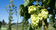 Hop Cones on a Vine