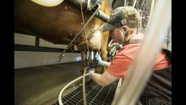 Oregon State University student attaches a milking machine to a cow in the OSU Dairy Research Center