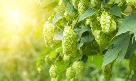 Hops