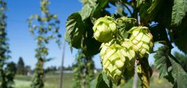 Hop Cones on a Vine