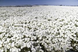 A field of meadowfoam