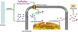 How vitamin D fights infection