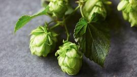 Hops Plant