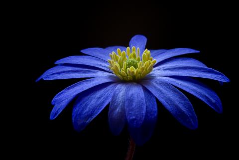 Blue Flower