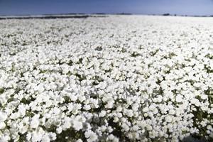 A field of meadowfoam
